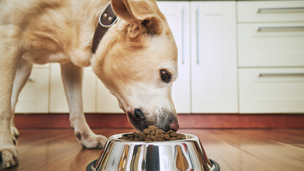 Feeding of hungry dog. Labrador retriever eating granule from metal bowl at home.